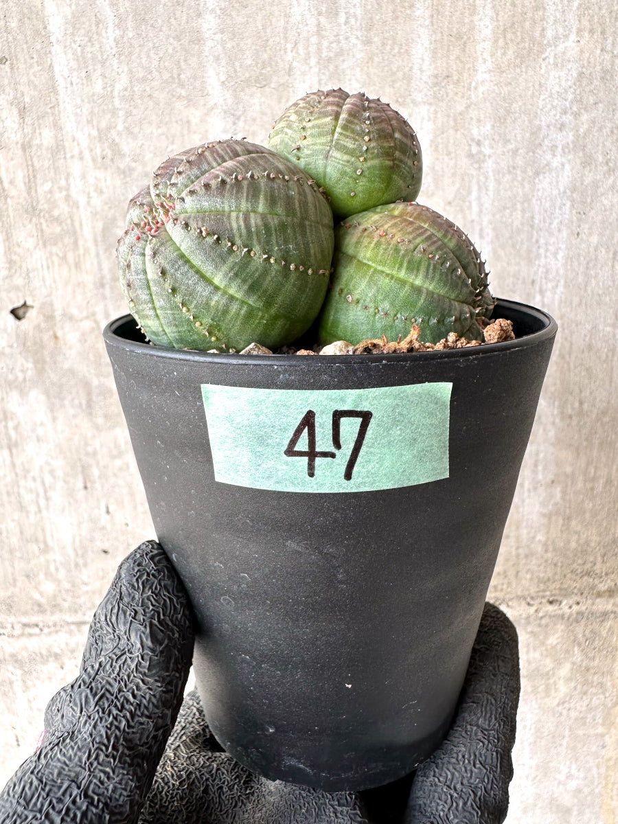 現品限り】ユーフォルビア・オベサ 多頭【H47】 Euphorbia obesa 塊根