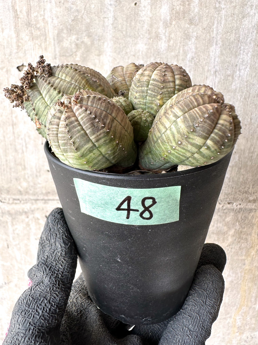 現品限り】ユーフォルビア・オベサ 多頭【H48】 Euphorbia obesa 塊根