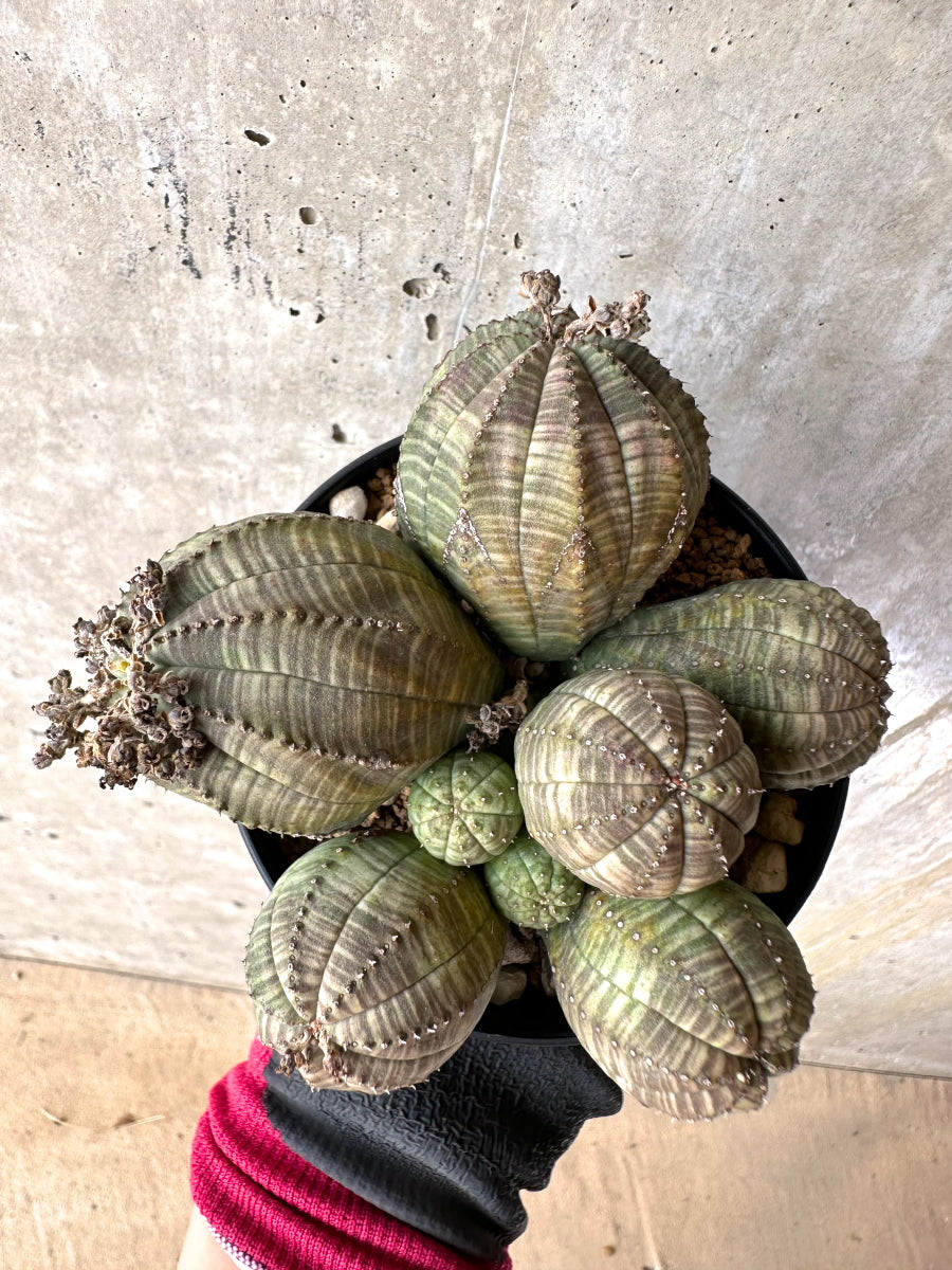 【現品限り】ユーフォルビア・オベサ 多頭【H48】 Euphorbia obesa