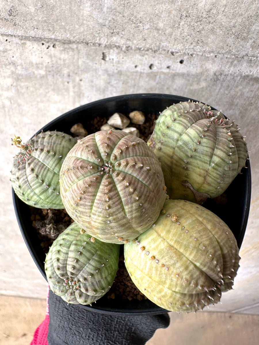 【現品限り】ユーフォルビア・オベサ 多頭【H50】 Euphorbia obesa