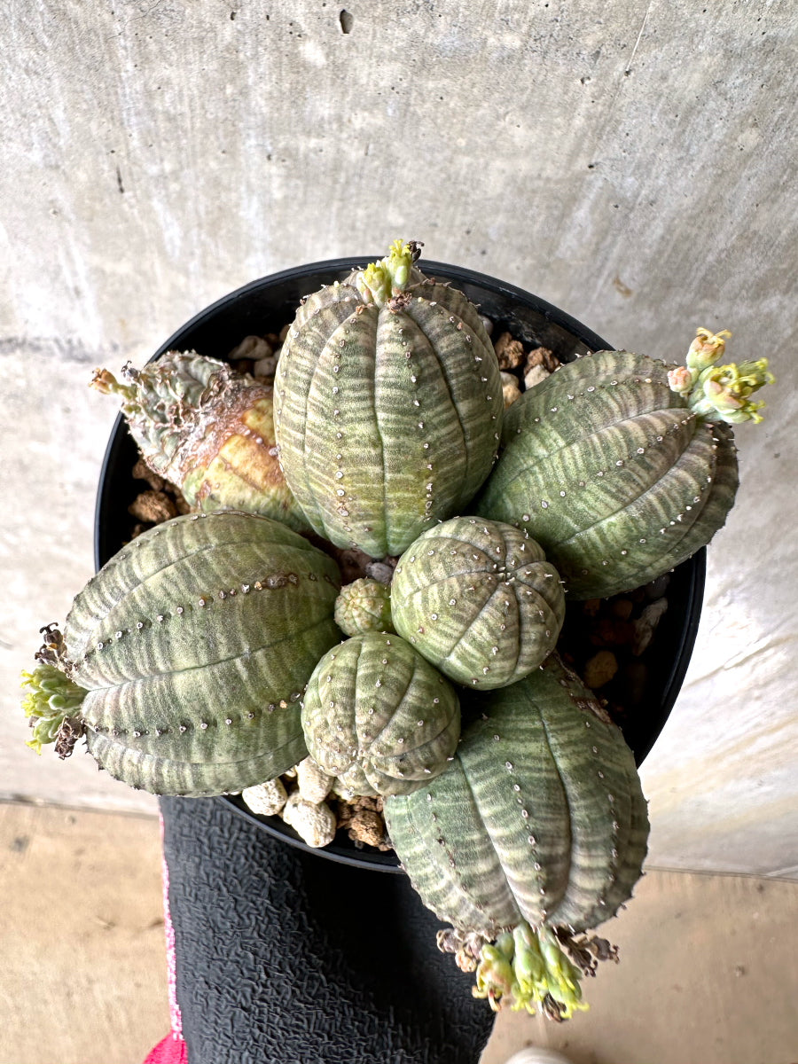 【現品限り】ユーフォルビア・オベサ 多頭【H53】 Euphorbia obesa