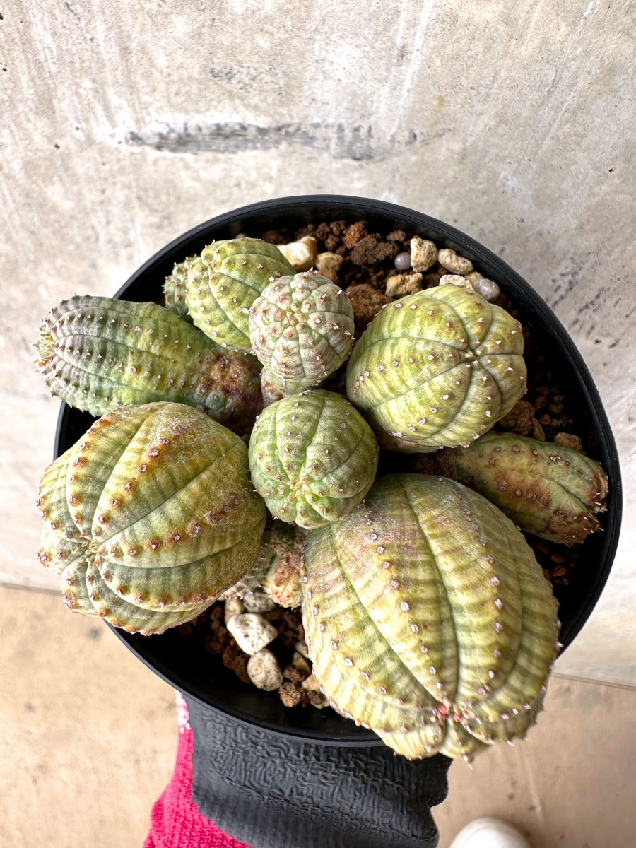 【現品限り】ユーフォルビア・オベサ 多頭【H54】 Euphorbia obesa