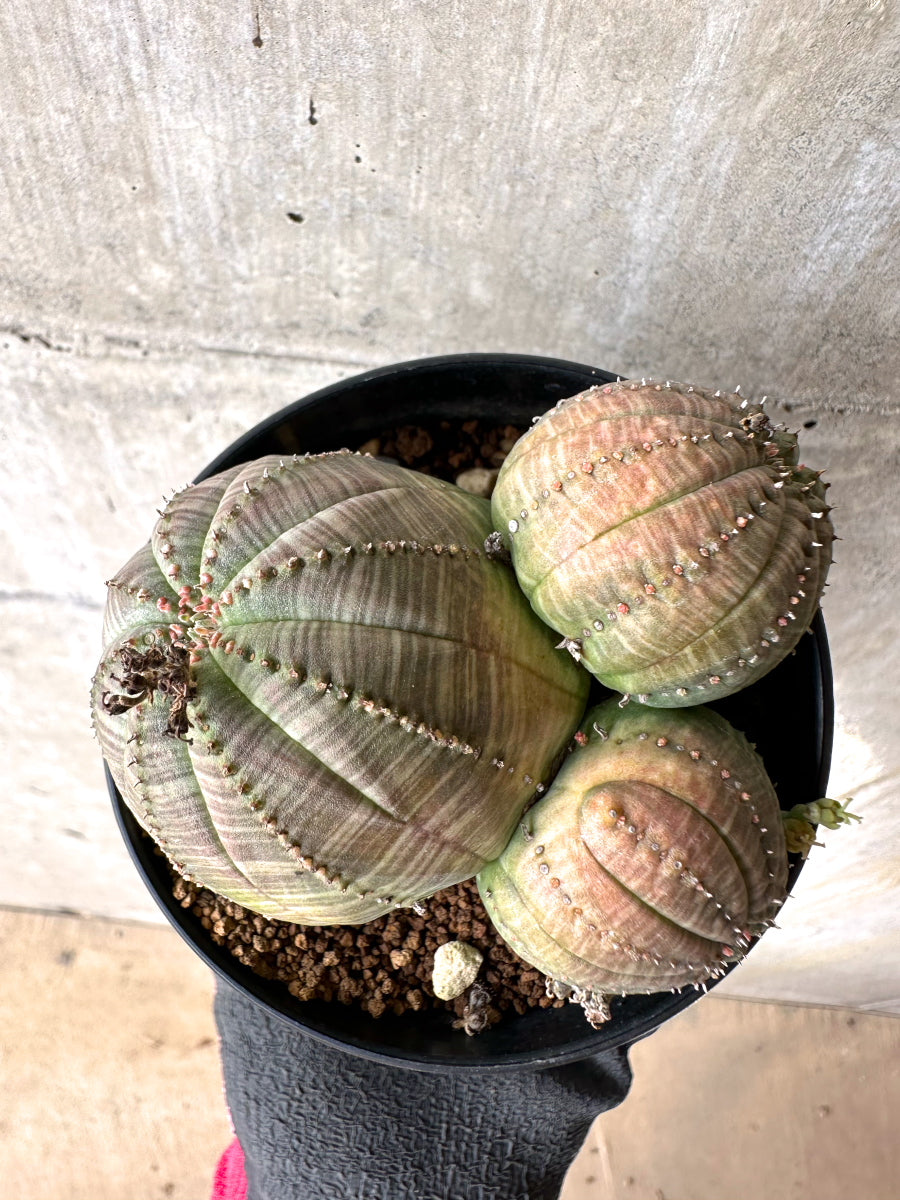 【現品限り】ユーフォルビア・オベサ 多頭【H55】 Euphorbia obesa