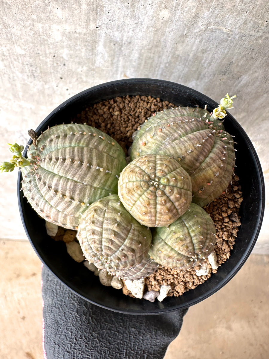 【現品限り】ユーフォルビア・オベサ 多頭【H56】 Euphorbia obesa