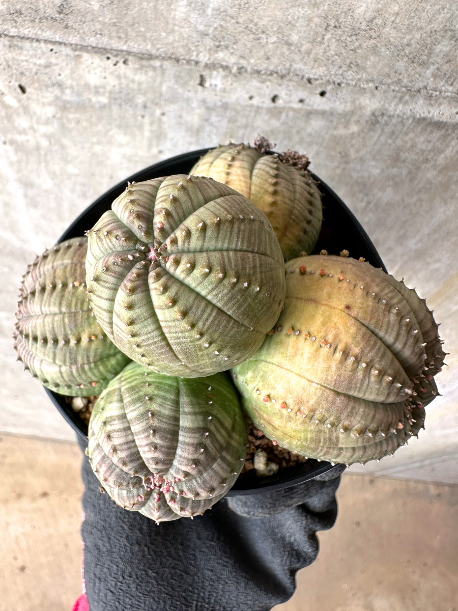 【現品限り】ユーフォルビア・オベサ 多頭【H59】 Euphorbia obesa