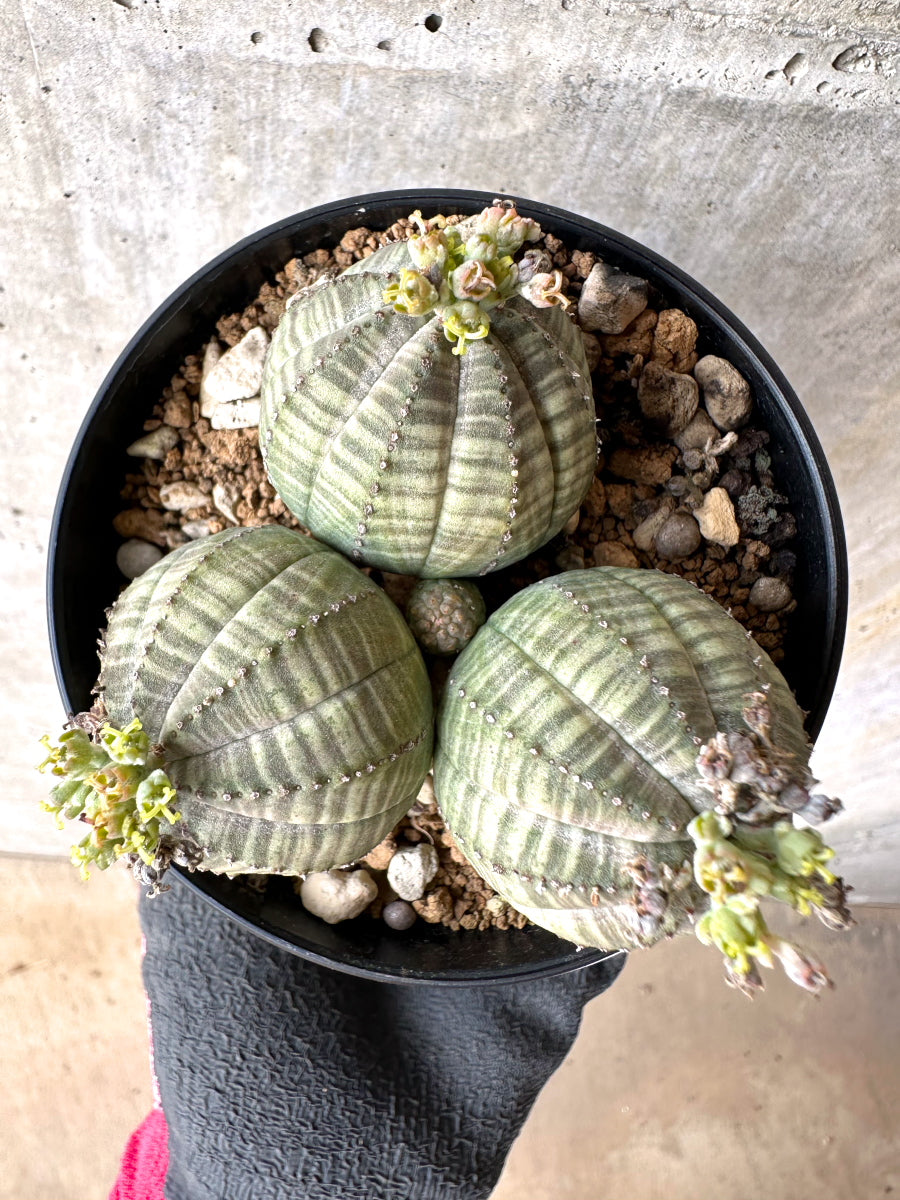 【現品限り】ユーフォルビア・オベサ 多頭【H60】 Euphorbia obesa