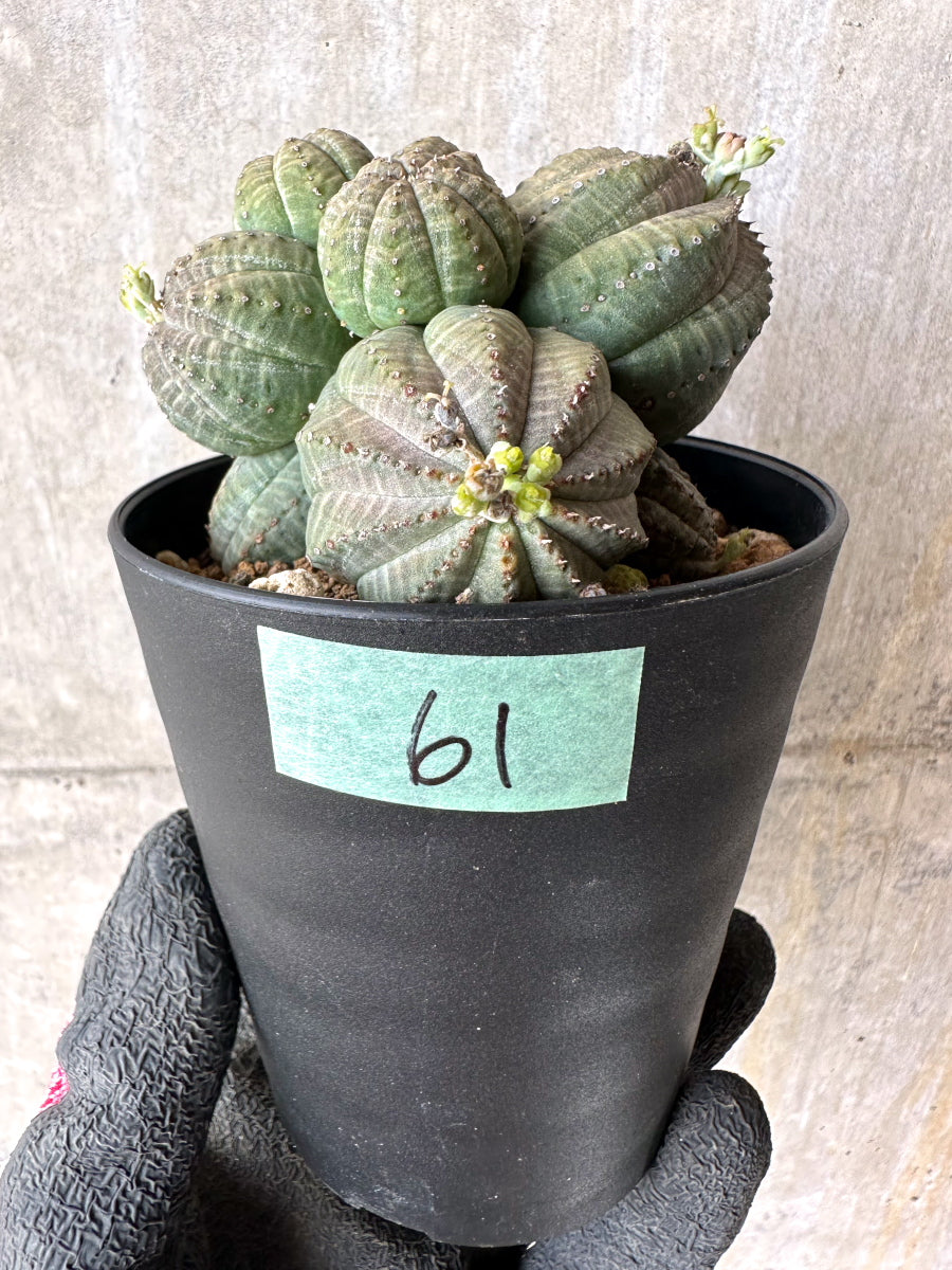 現品限り】ユーフォルビア・オベサ 多頭【H61】 Euphorbia obesa 塊根