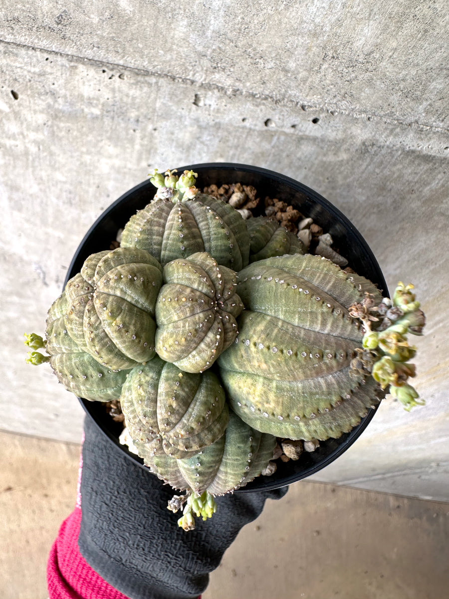 【現品限り】ユーフォルビア・オベサ 多頭【H61】 Euphorbia obesa