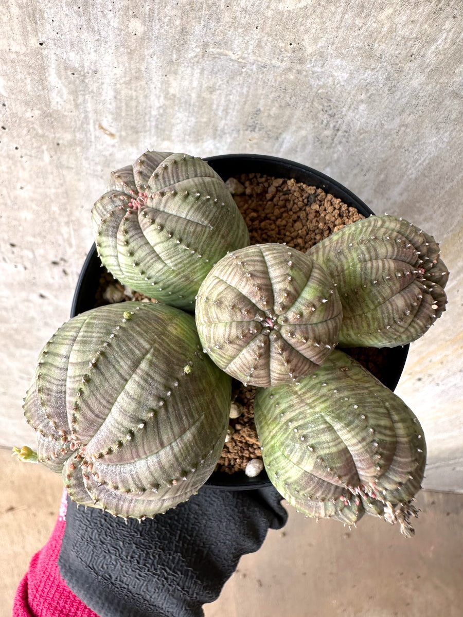【現品限り】ユーフォルビア・オベサ 多頭【H62】 Euphorbia obesa