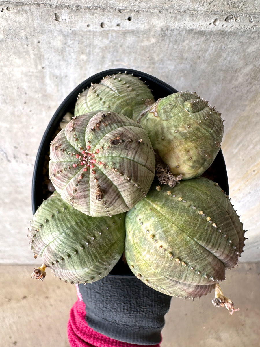 【現品限り】ユーフォルビア・オベサ 多頭【H63】 Euphorbia obesa