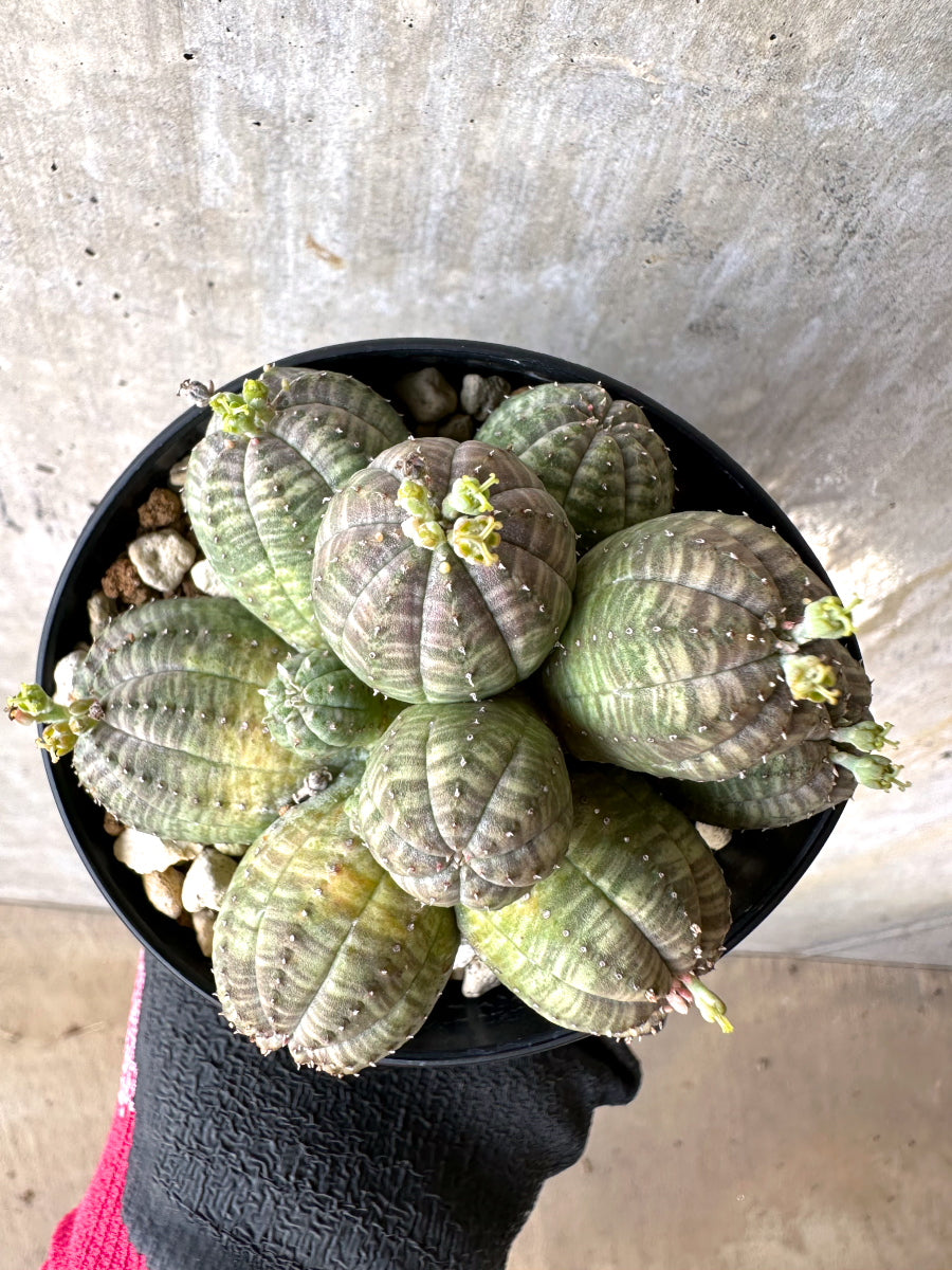 【現品限り】ユーフォルビア・オベサ 多頭【H64】 Euphorbia obesa