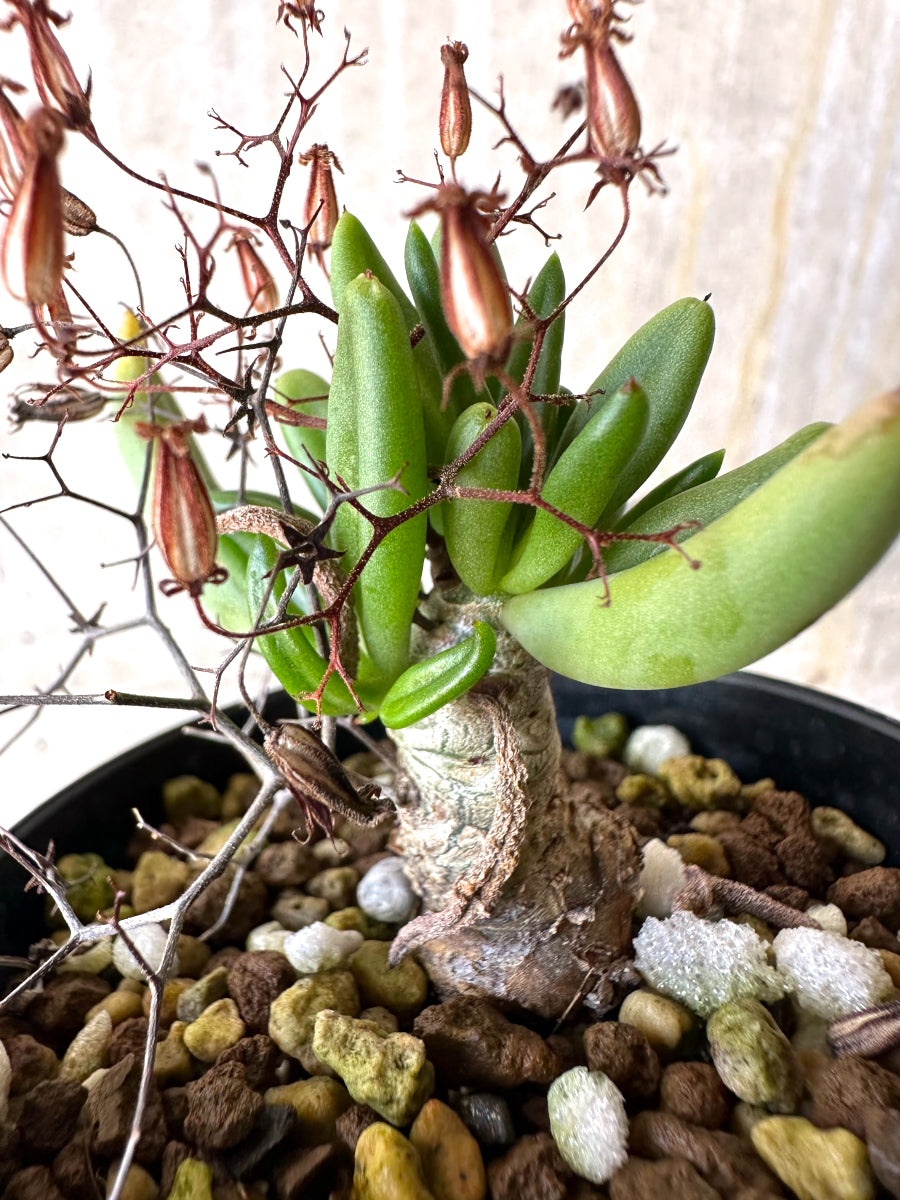 【現品限り】チレコドン・レティキュラーツス 万物想 挿し木 発根済み【H80】 Tylecodon reticulatus