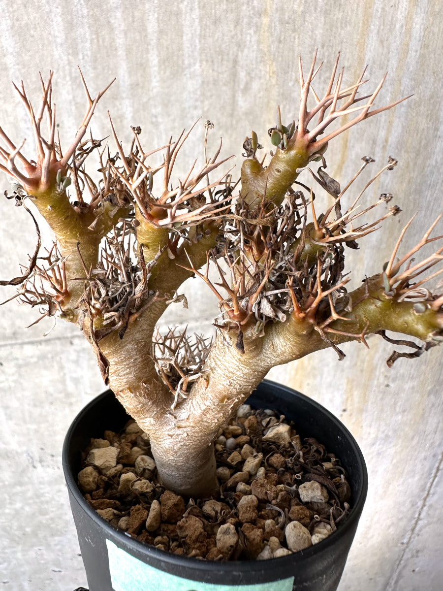 【現品限り】オトンナ・ユーフォルビオイデス【H81】 Othonna euphorbioides