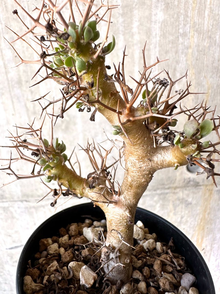 【現品限り】オトンナ・ユーフォルビオイデス【H82】 Othonna euphorbioides
