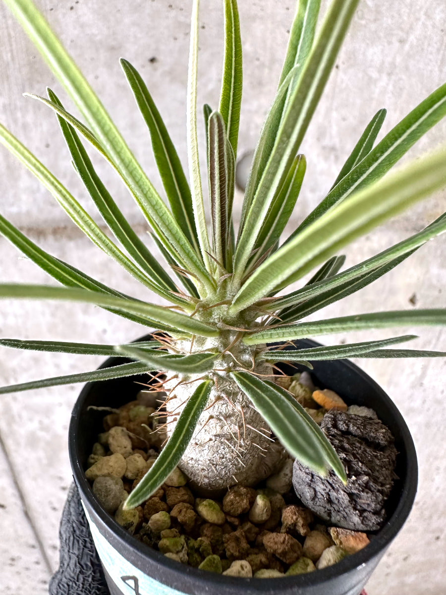 【現品限り】パキポディウム・グラキリス【I44】 Pachypodium gracilius