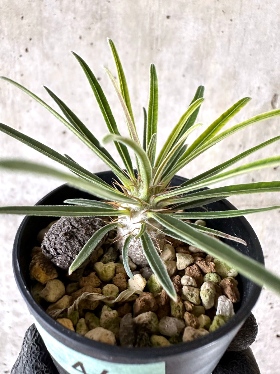 【現品限り】パキポディウム・グラキリス【I46】 Pachypodium gracilius