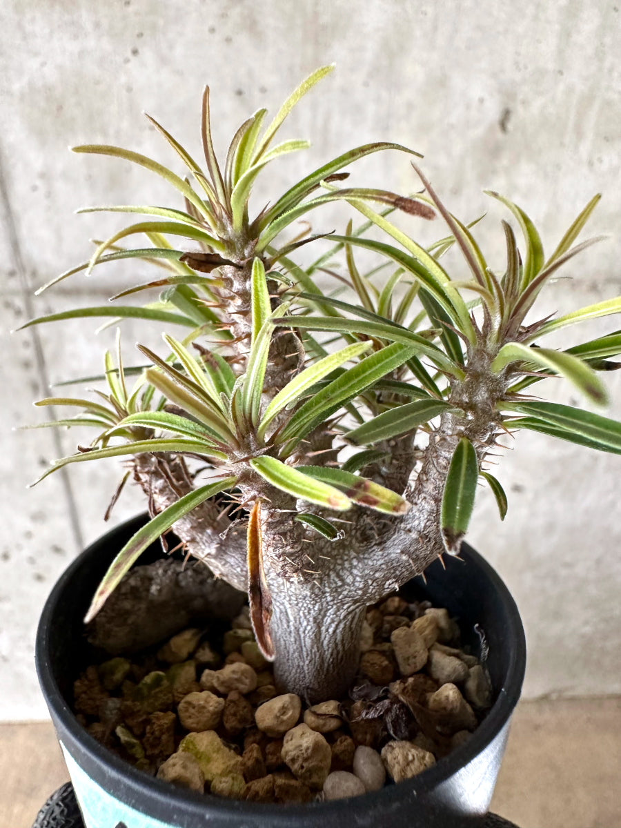 【現品限り】パキポディウム・グラキリス【I48】 Pachypodium gracilius