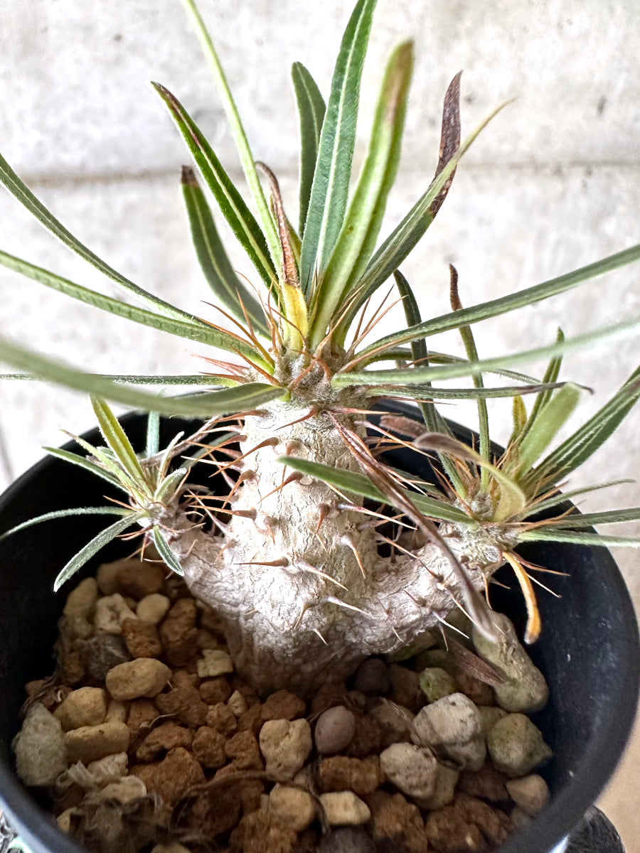 【現品限り】パキポディウム・グラキリス【I49】 Pachypodium gracilius