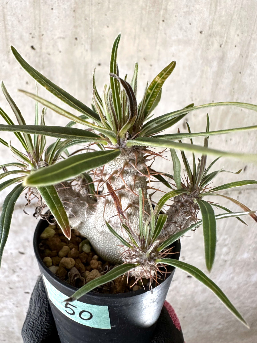 【現品限り】パキポディウム・グラキリス【I50】 Pachypodium gracilius