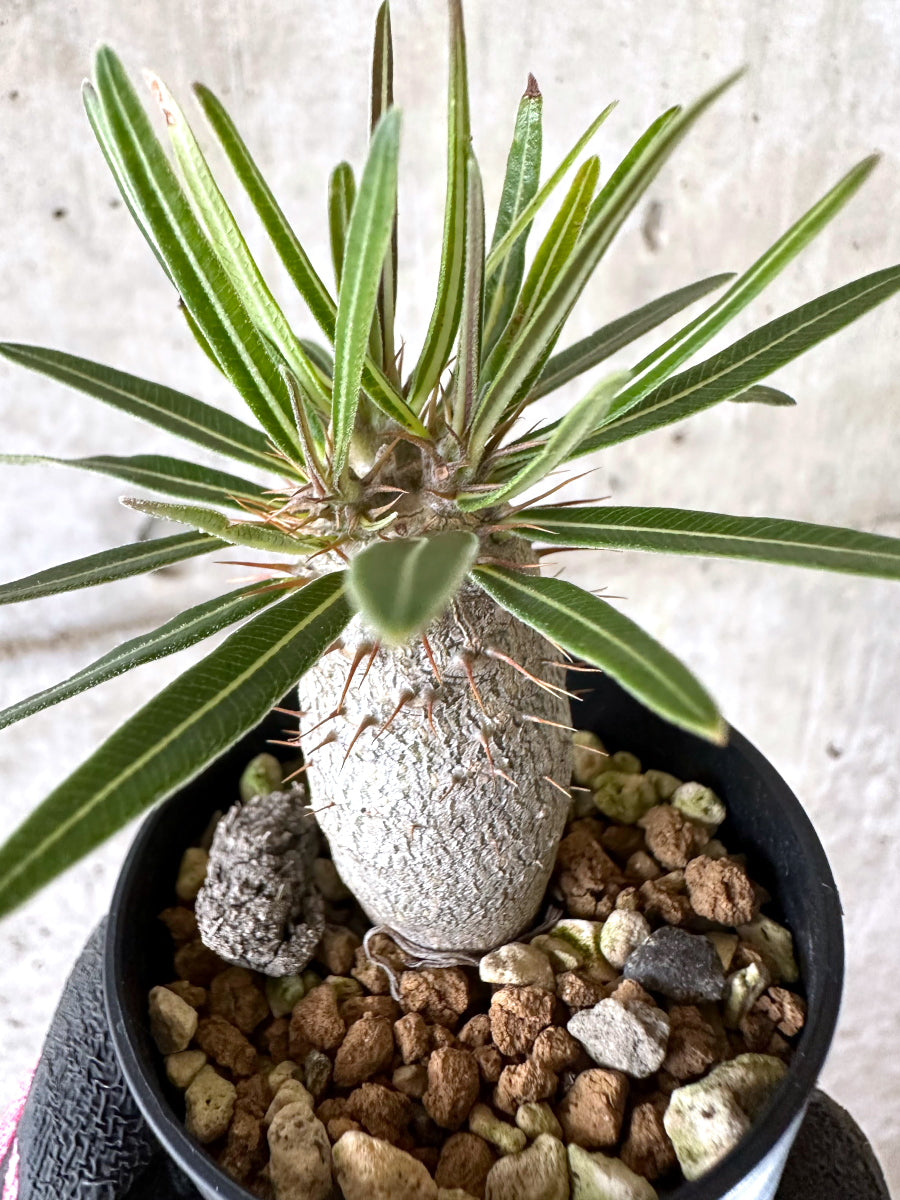 【現品限り】パキポディウム・グラキリス【I51】 Pachypodium gracilius