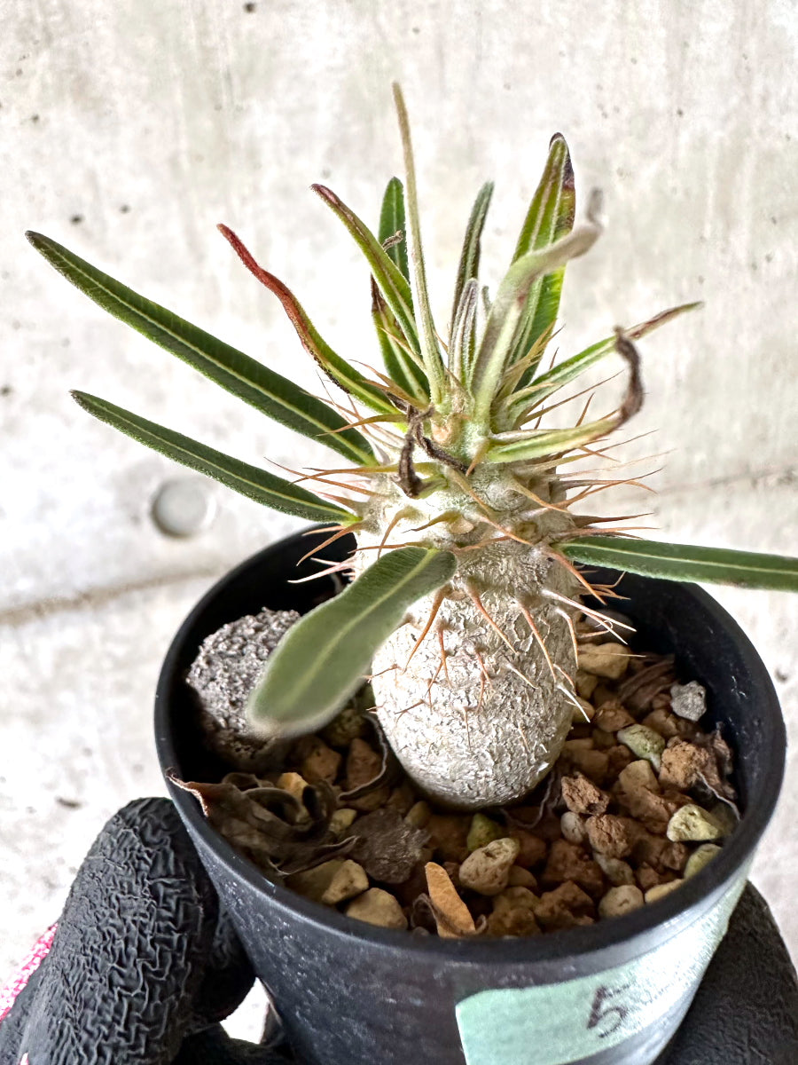 【現品限り】パキポディウム・グラキリス【I52】 Pachypodium gracilius