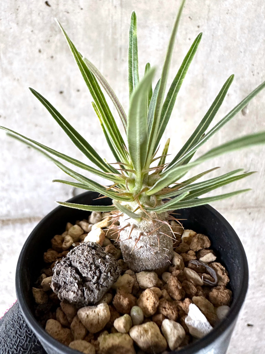 【現品限り】パキポディウム・グラキリス【I53】 Pachypodium gracilius