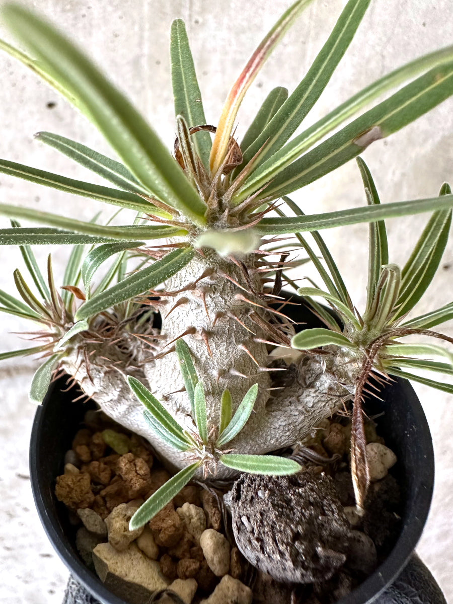 【現品限り】パキポディウム・グラキリス【I54】 Pachypodium gracilius