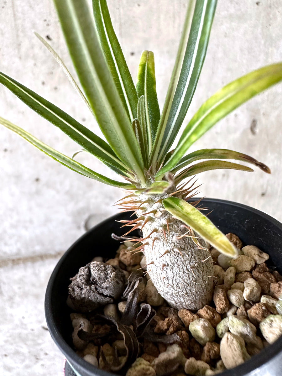 【現品限り】パキポディウム・グラキリス【I55】 Pachypodium gracilius