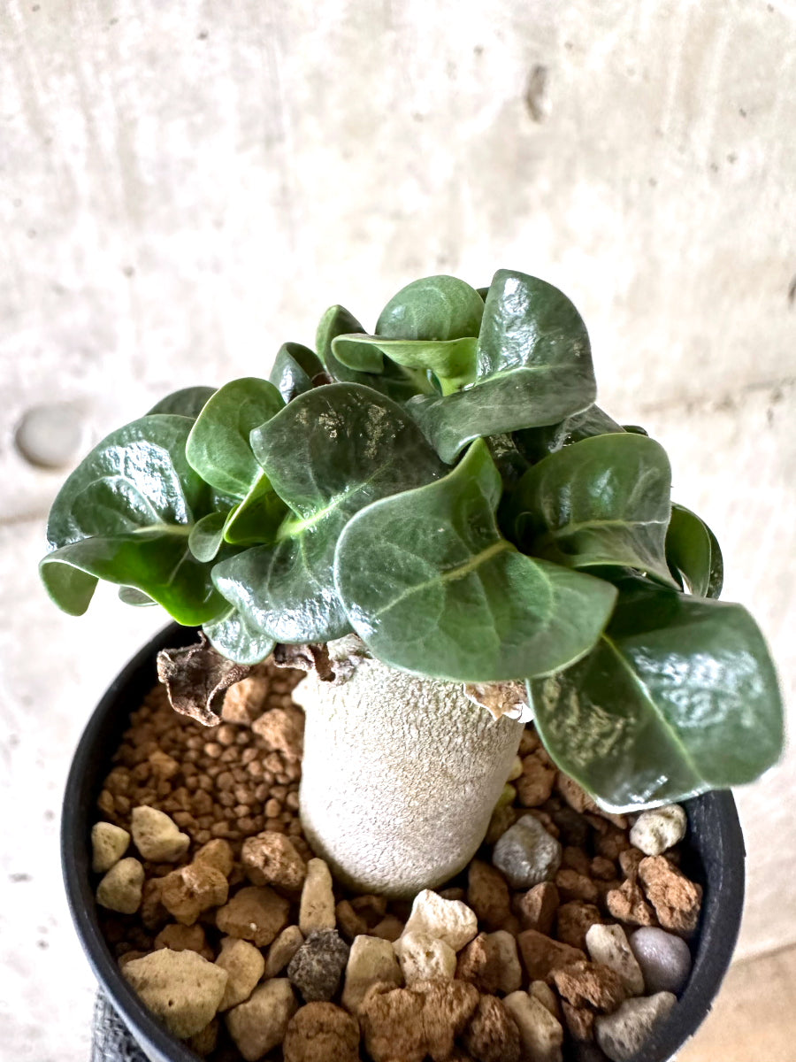 【現品限り】アデニウム・DHA 葉巻【I56】 Adenium DHA