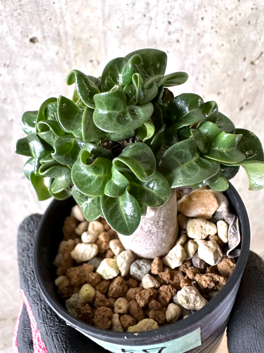 【現品限り】アデニウム・DHA 葉巻【I57】 Adenium DHA