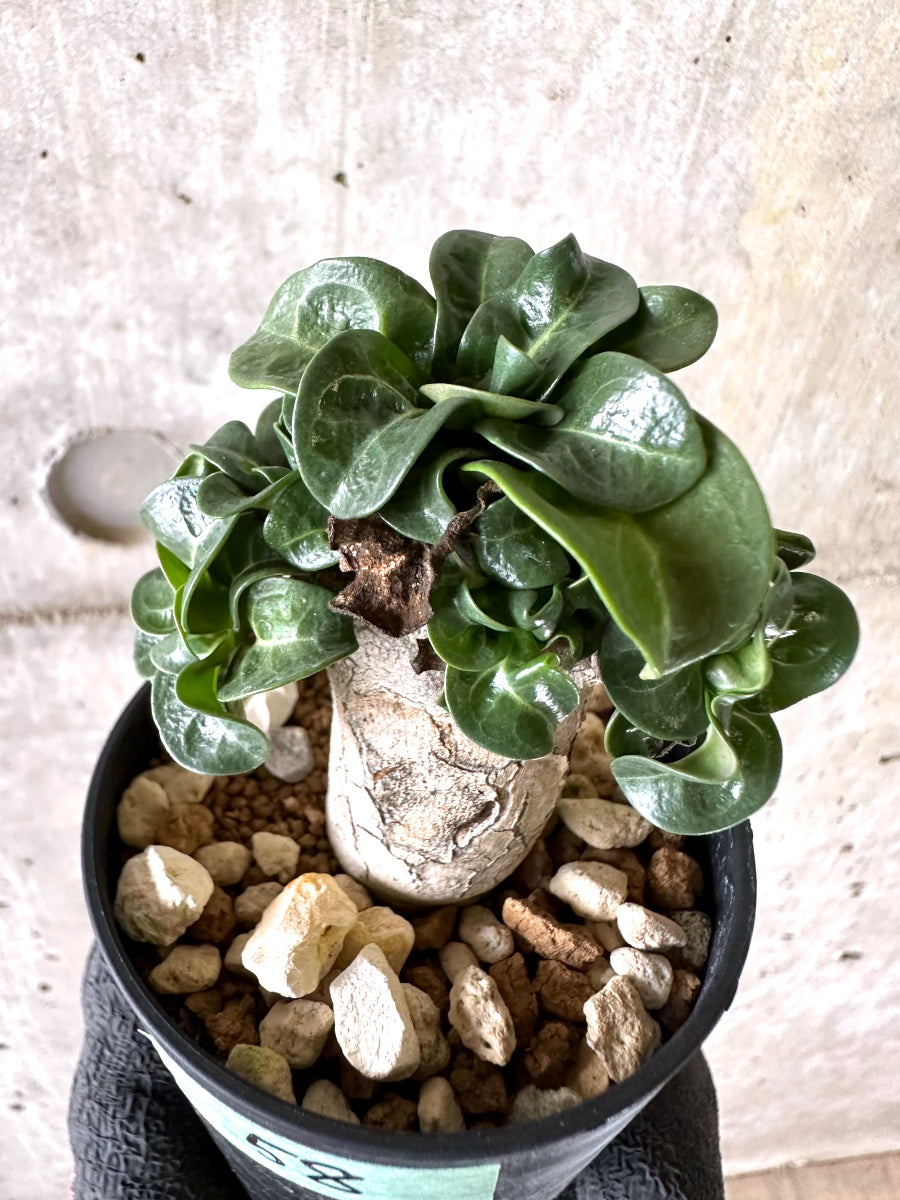 【現品限り】アデニウム・DHA 葉巻【I58】 Adenium DHA