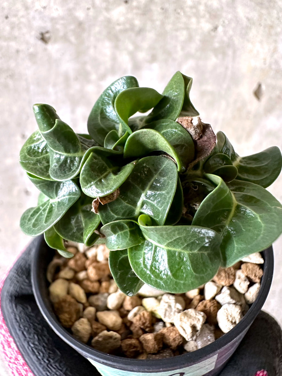 【現品限り】アデニウム・DHA 葉巻【I59】 Adenium DHA