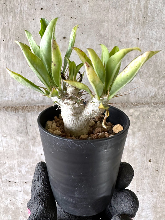 【現品限り】パキポディウム・サンデルシー 白馬城【I62】 Pachypodium saundersii