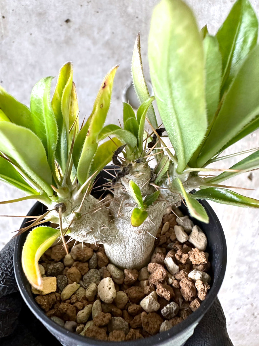 【現品限り】パキポディウム・サンデルシー 白馬城【I62】 Pachypodium saundersii