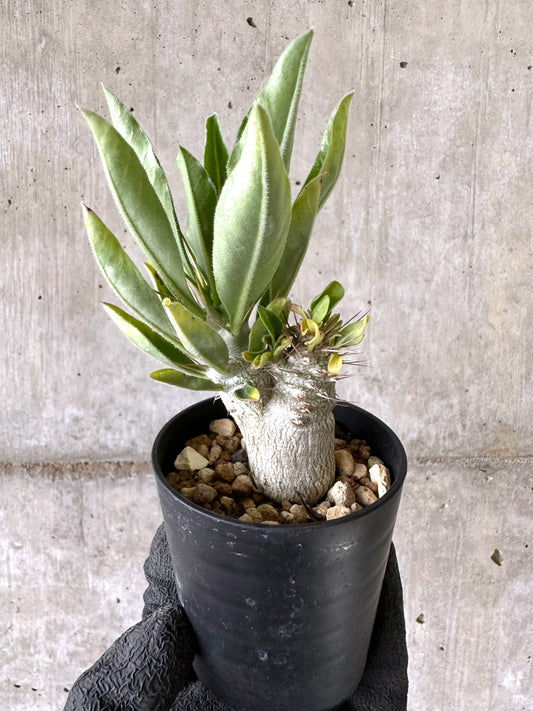 【現品限り】パキポディウム・サンデルシー 白馬城【I63】 Pachypodium saundersii