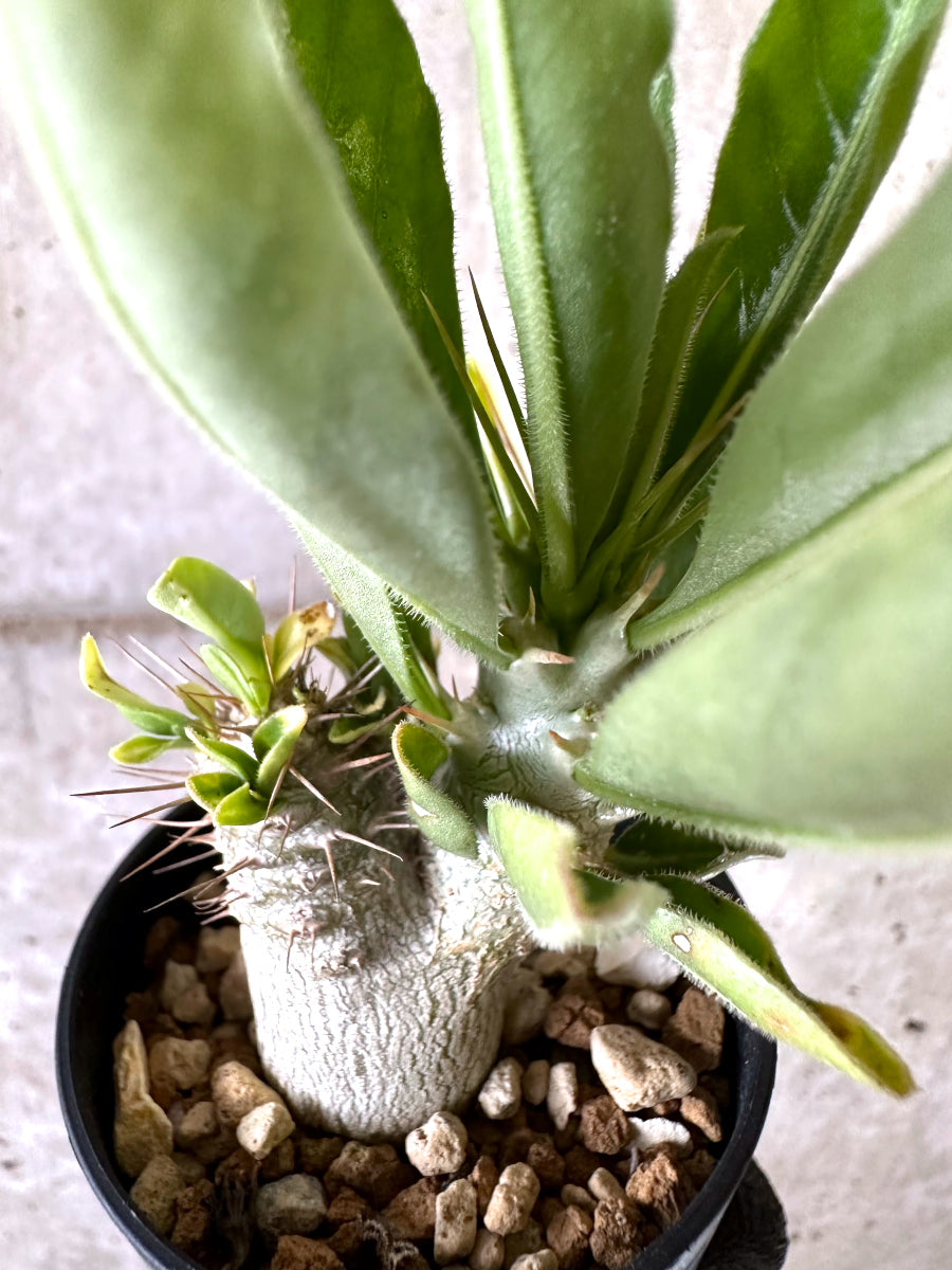 【現品限り】パキポディウム・サンデルシー 白馬城【I63】 Pachypodium saundersii