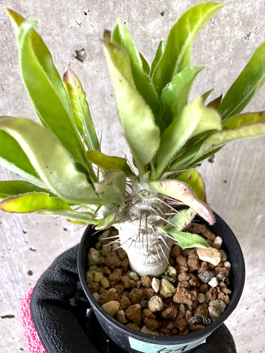 【現品限り】パキポディウム・サンデルシー 白馬城【I64】 Pachypodium saundersii