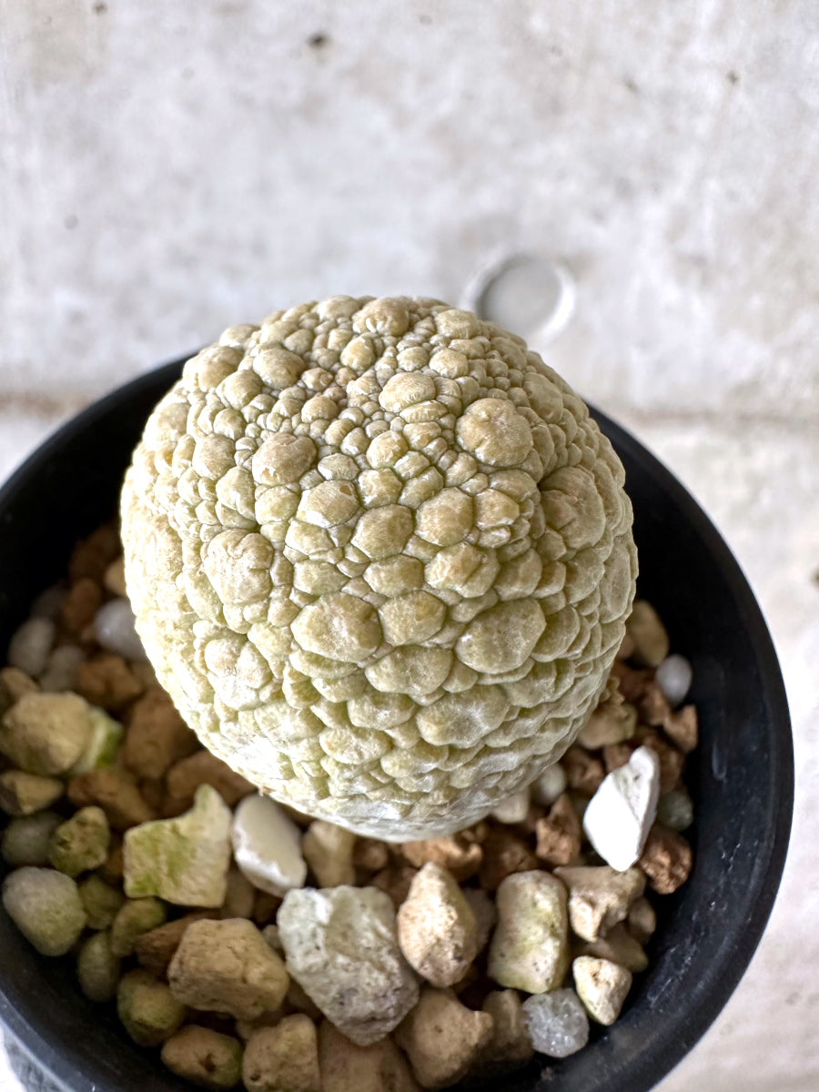 【現品限り】プセウドリトス・ミギウルティヌス【I66】 Pseudolithos migiurtinus