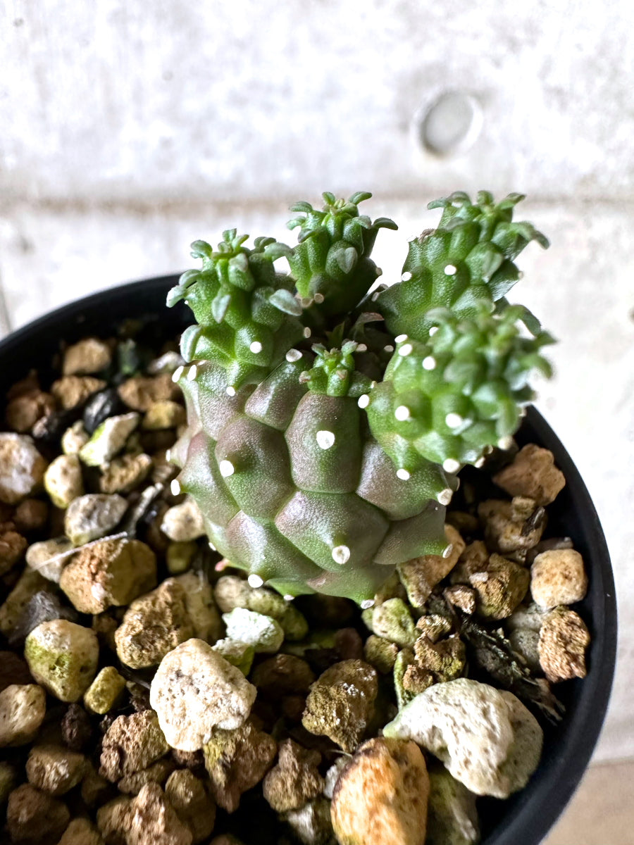 【現品限り】ユーフォルビア・ガムケンシス【I69】 Euphorbia gamkensis