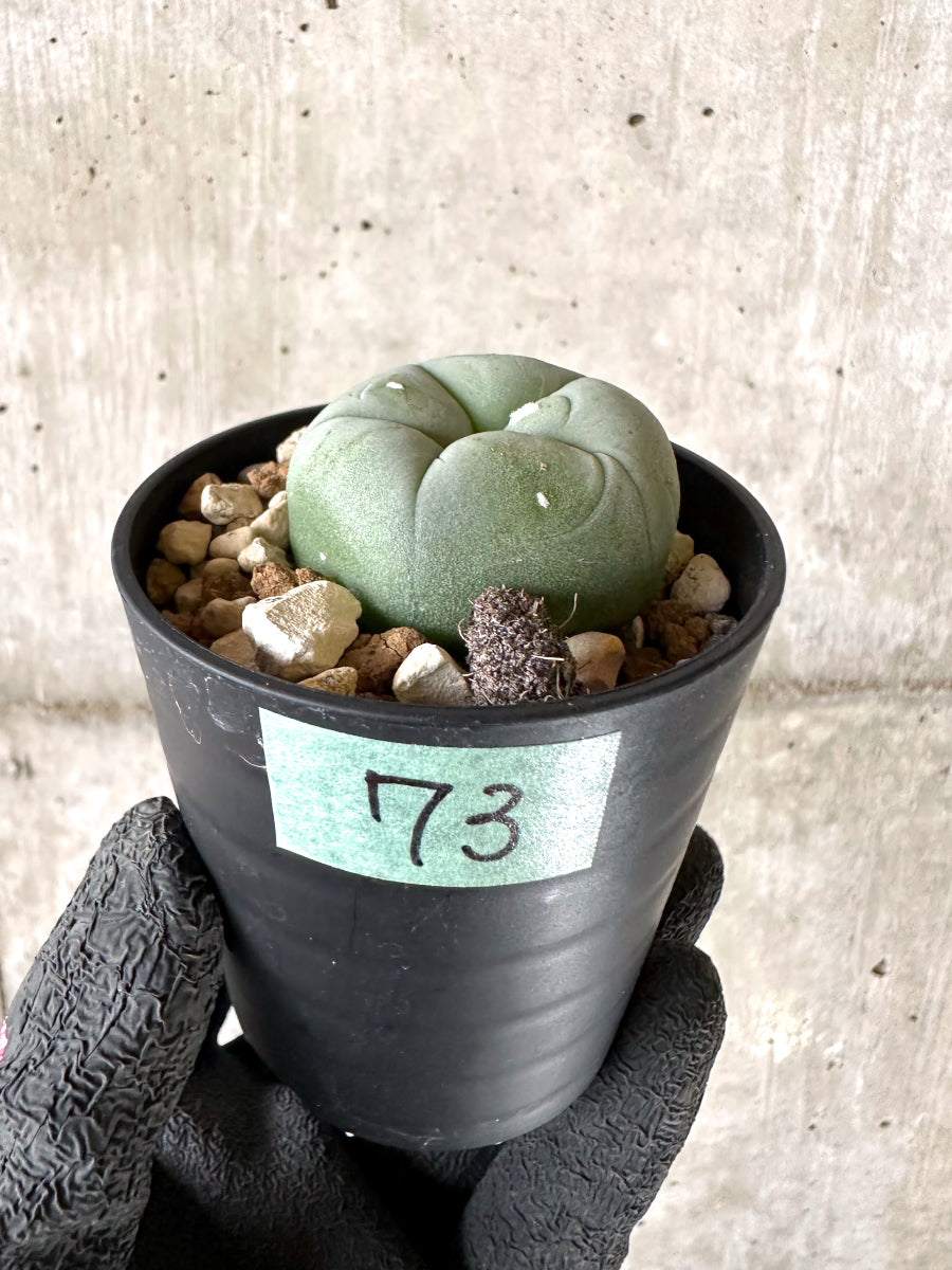 現品限り】多毛ディフューサ サボテン ロホホラ【I73】 cactus 塊根