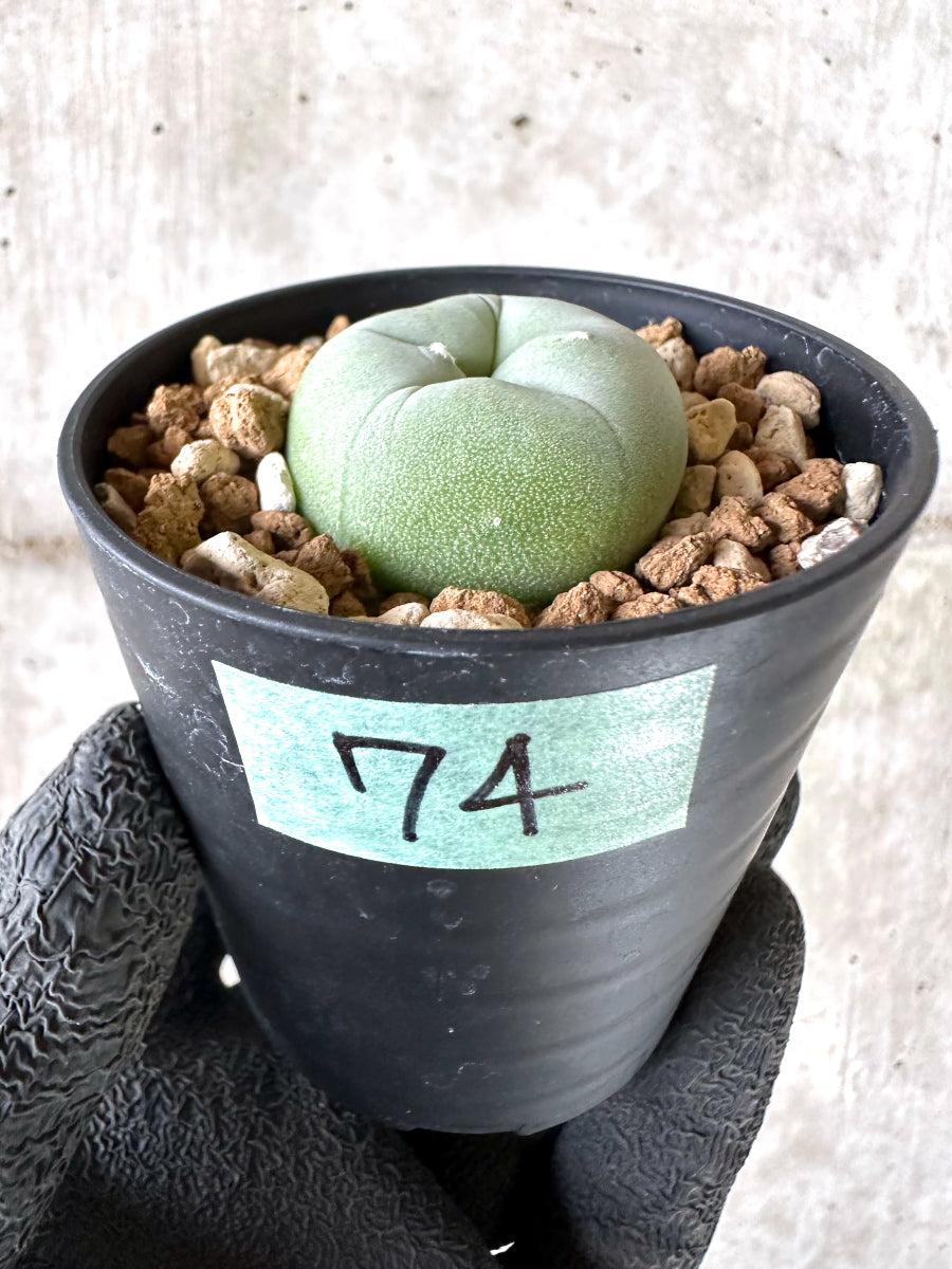 現品限り】多毛ディフューサ サボテン ロホホラ【I74】 cactus 塊根