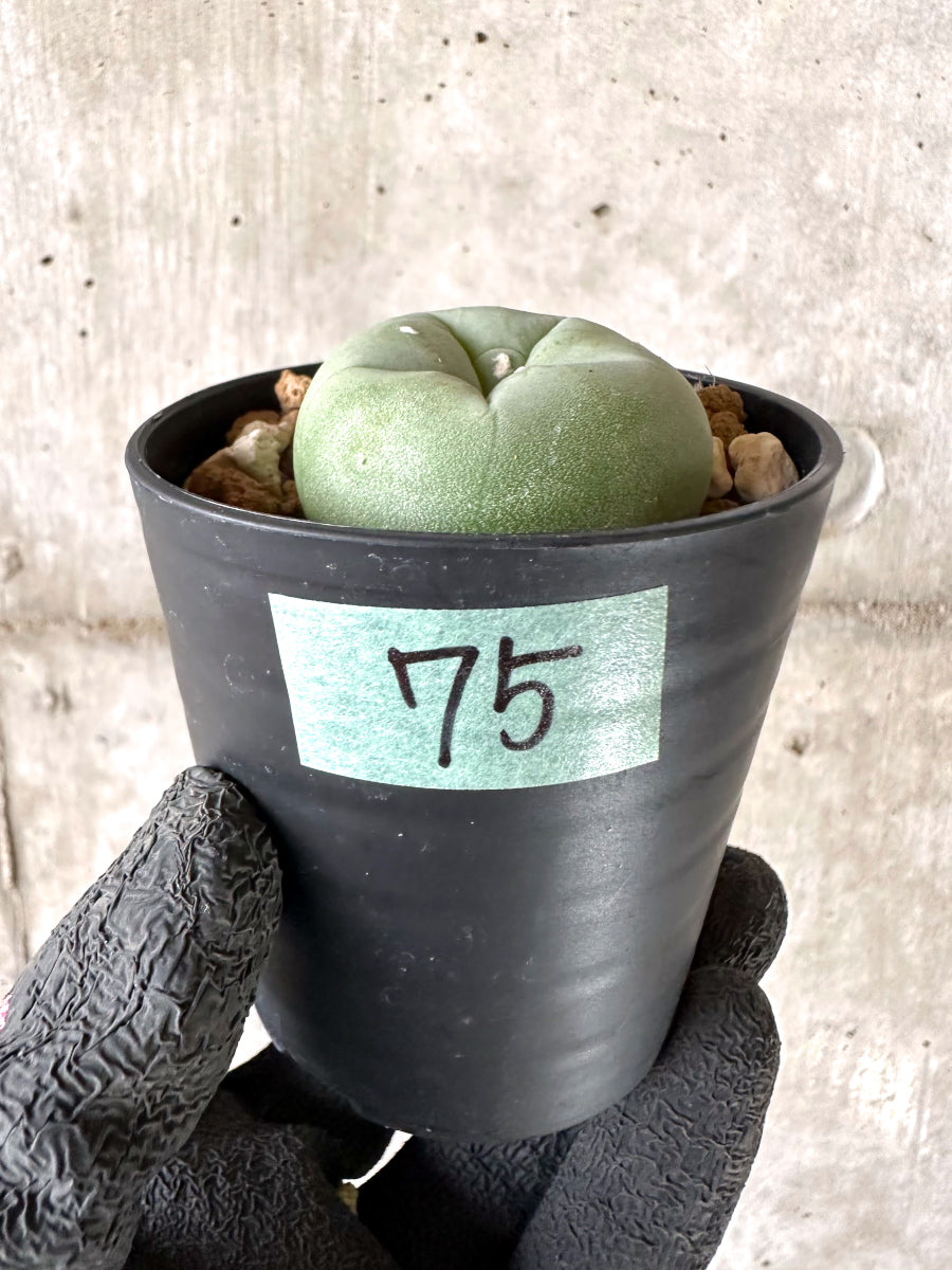 現品限り】多毛ディフューサ サボテン ロホホラ【I75】 cactus 塊根