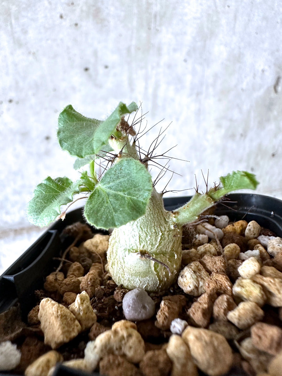 【現品限り】ヤトロファ・マルギナータ【I77】 Jatropha marginata