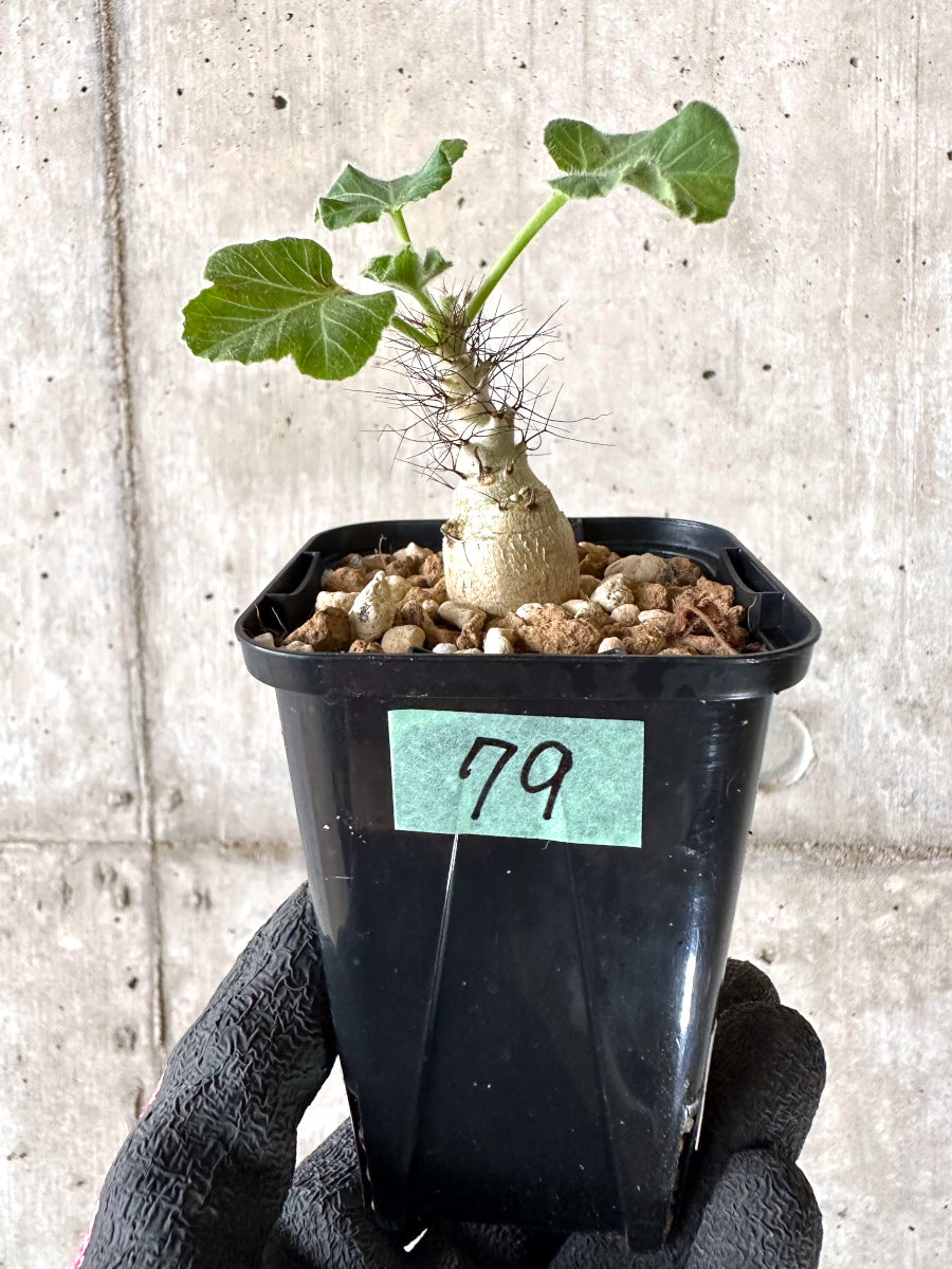現品限り】ヤトロファ・マルギナータ【I79】 Jatropha marginata 塊根