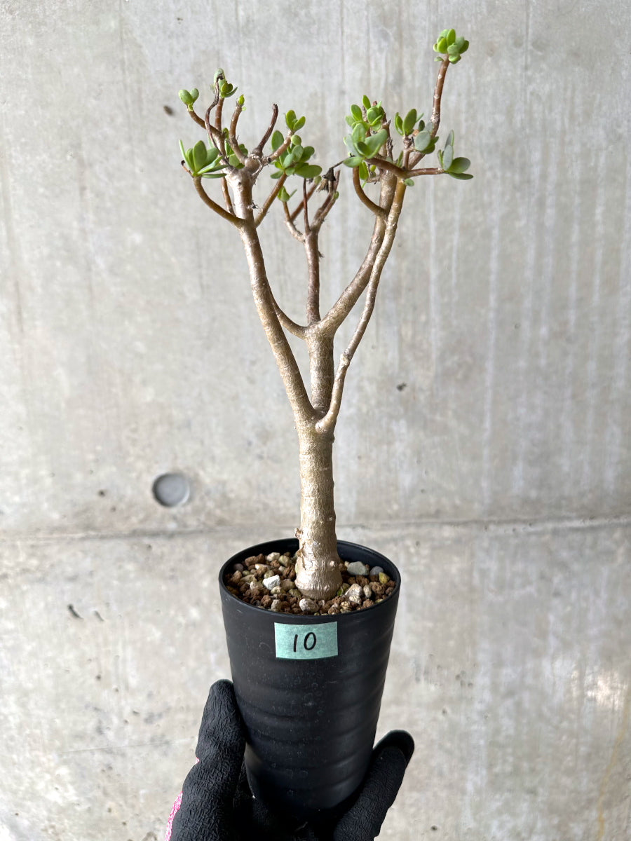 現品限り】オトンナ・アルブスクラ【J10】 Othonna arbuscula 塊根植物