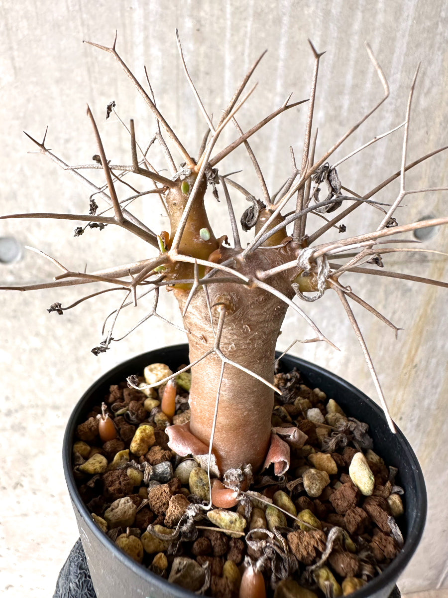 【現品限り】オトンナ・ユーフォルビオイデス【J16】 Othonna euphorbioides