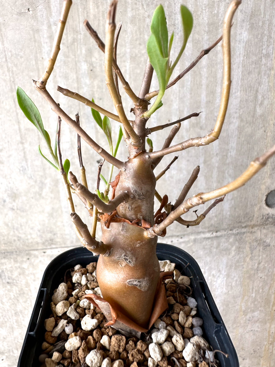 【現品限り】オトンナ・マクロスペルマ【J17】 Othonna macrosperma