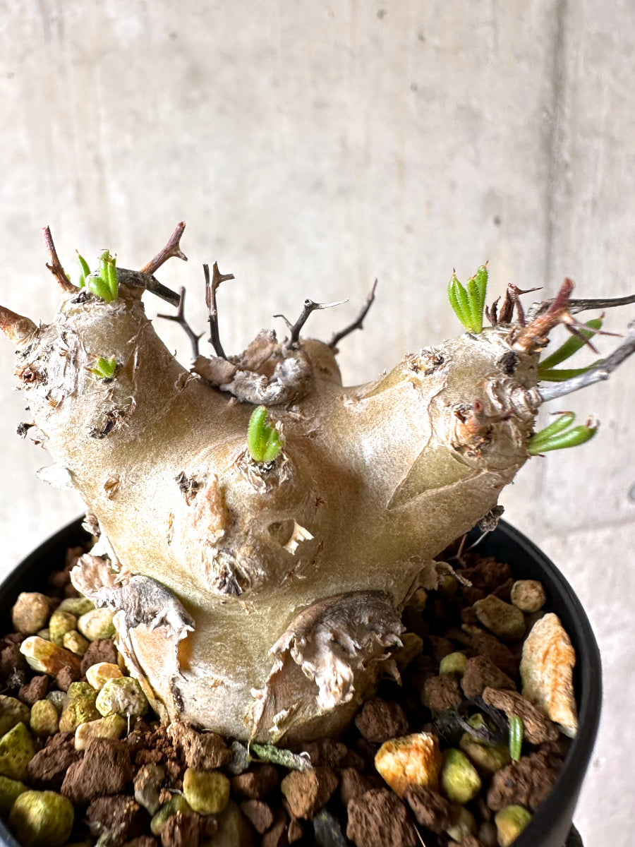 【現品限り】チレコドン・フィロポディウム【J21】 Tylecodon reticulatus ssp phyllopodium