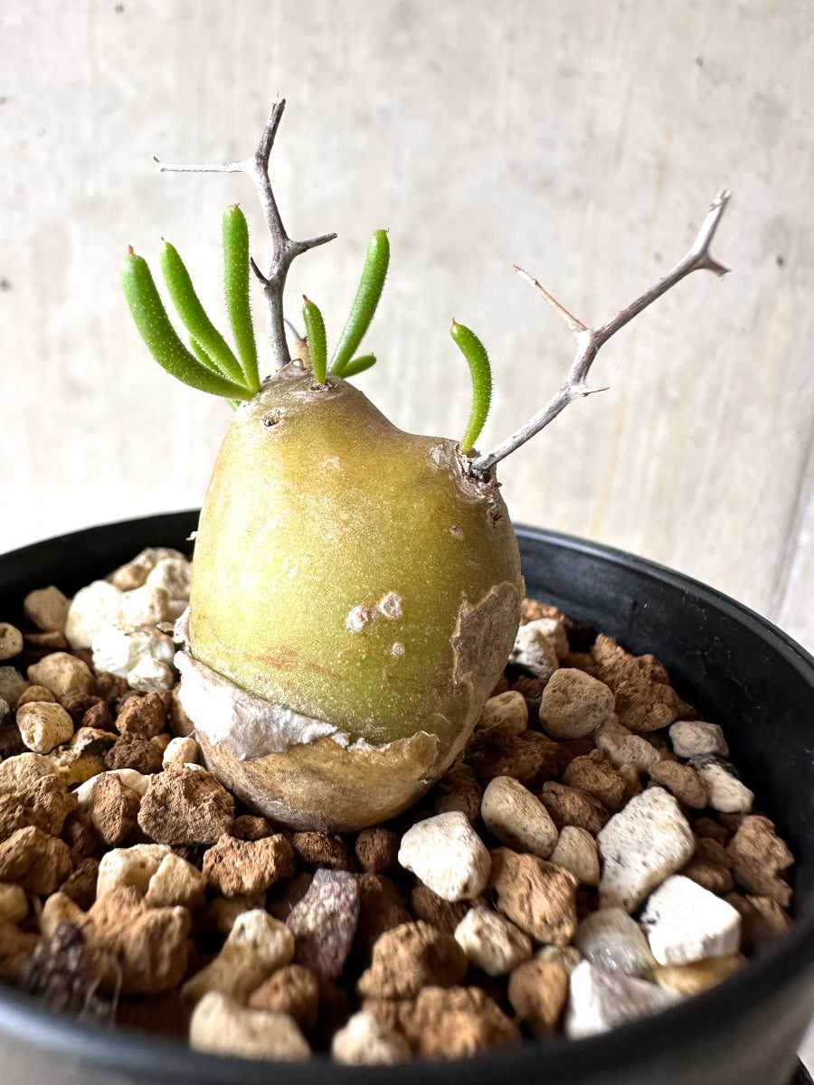 【現品限り】チレコドン・フィロポディウム【J22】 Tylecodon reticulatus ssp phyllopodium
