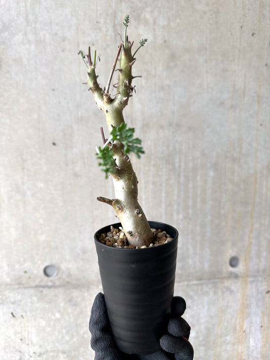 【現品限り】ペラルゴニウム・クリズミフォリウム 挿し木 発根済み【J3】 Pelargonium crithmifolium